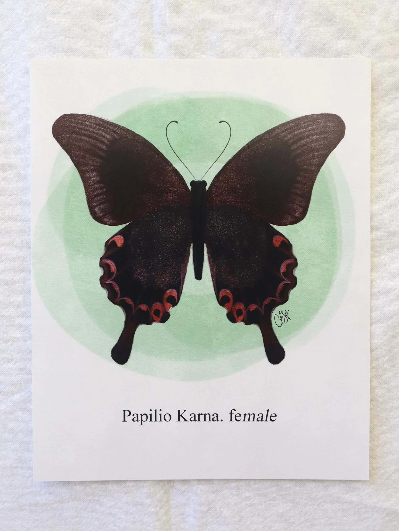 Papilio Karna — ClarizeYale R